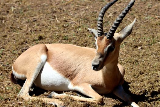 A serene image of a gazelle relaxing on grassy terrain in sunlight, showcasing its elegant horns and natural beauty.
