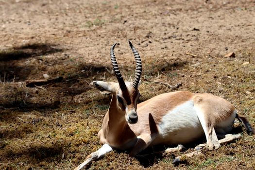A gazelle lounging on grassy terrain under sunlight, showcasing its elegant horns.