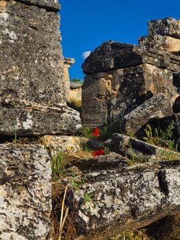 Vibrant red flowers among ancient ruins at Pamukkale, Turkey, under clear blue skies.
