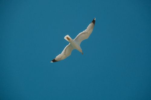 Free A lone seagull gracefully soars across a bright blue sky, epitomizing freedom and tranquility. Stock Photo