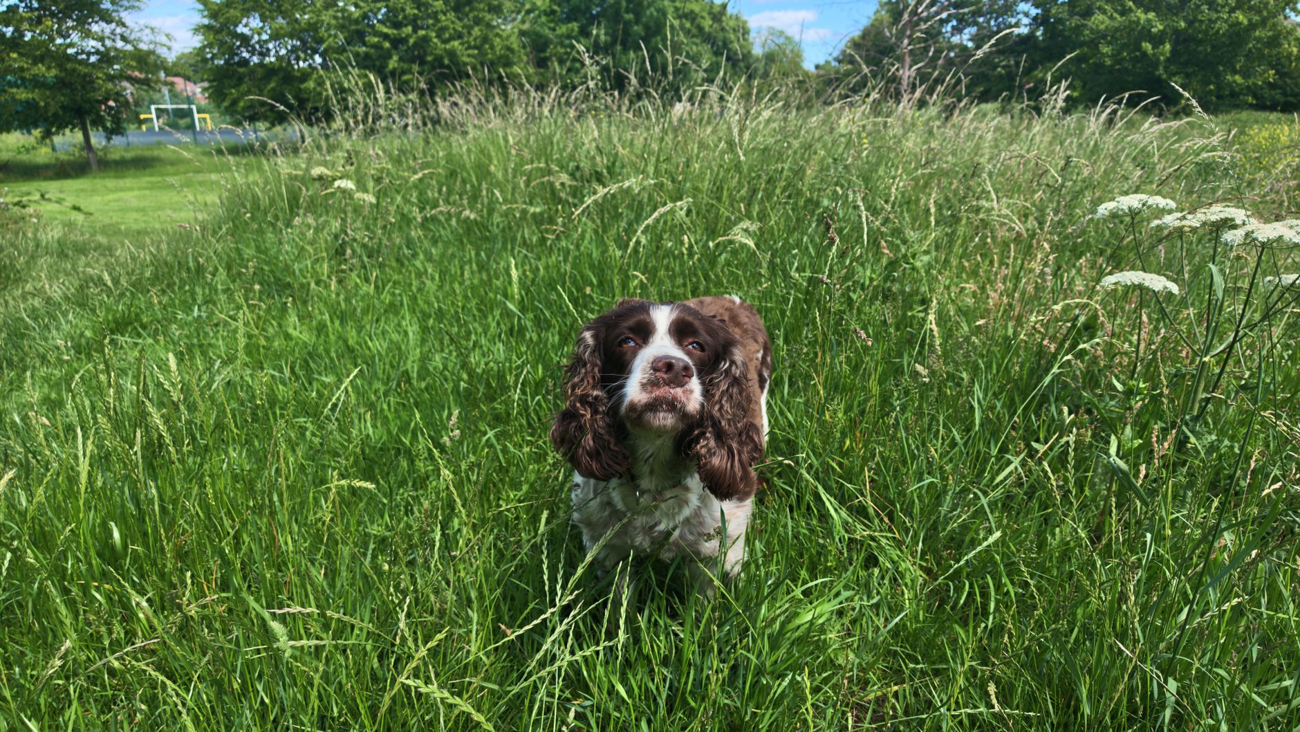 A Springer Spaniel enjoying a sunny day in a lush, green meadow.