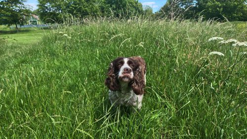 Free A Springer Spaniel enjoying a sunny day in a lush, green meadow. Stock Photo