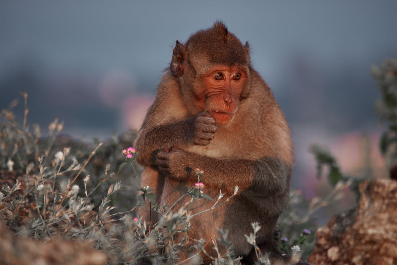 close up of a rhesus macaque in hua hin thailand at twilight