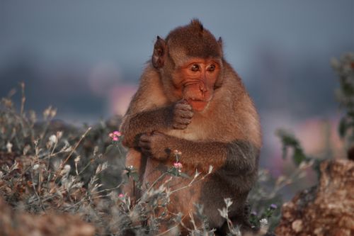Free Close-up of a Rhesus Macaque in Hua Hin, Thailand at twilight. Stock Photo