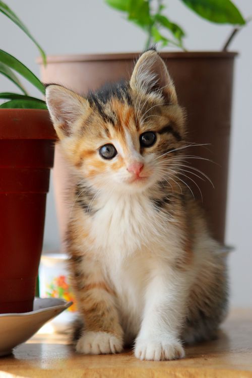 Free Cute kitten with calico fur sitting near indoor plants, looking curious. Stock Photo