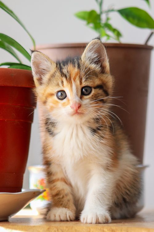 Free Cute calico kitten sitting beside houseplants indoors. A perfect pet portrait. Stock Photo