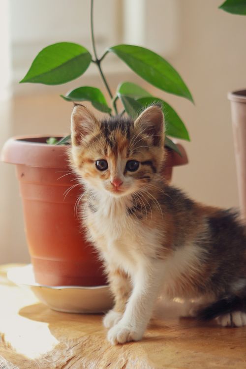 Free A cute kitten stands on a wooden surface beside a potted plant, bathed in gentle sunlight. Perfect for pet lovers. Stock Photo