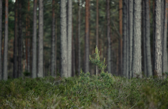 A lone sapling stands amidst towering pine trees in a tranquil forest.