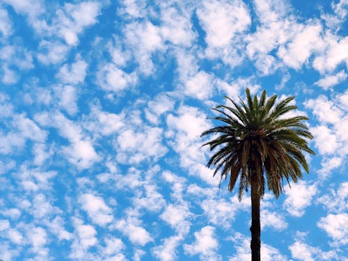 Бесплатное стоковое фото с небо, облака, пальма