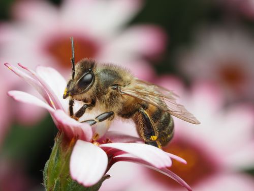 Free Macro shot of a honeybee collecting pollen from a vibrant pink daisy, showcasing nature's beauty. Stock Photo