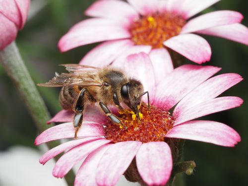 Free A macro shot of a bee gathering pollen from a vibrant pink flower, showcasing pollination in nature. Stock Photo