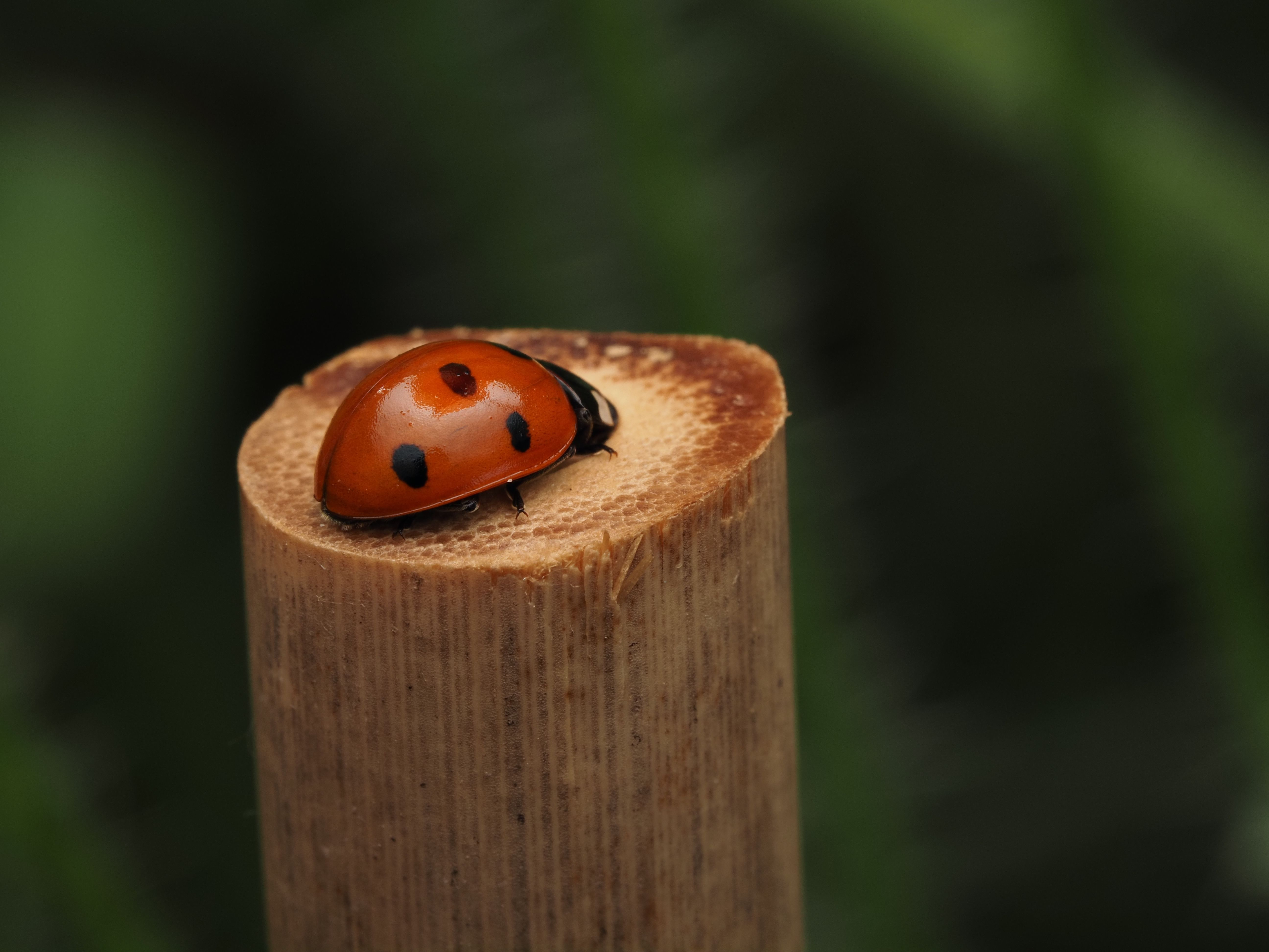 A vibrant ladybug sits atop a bamboo stalk against a blurred green background, showcasing nature's beauty.