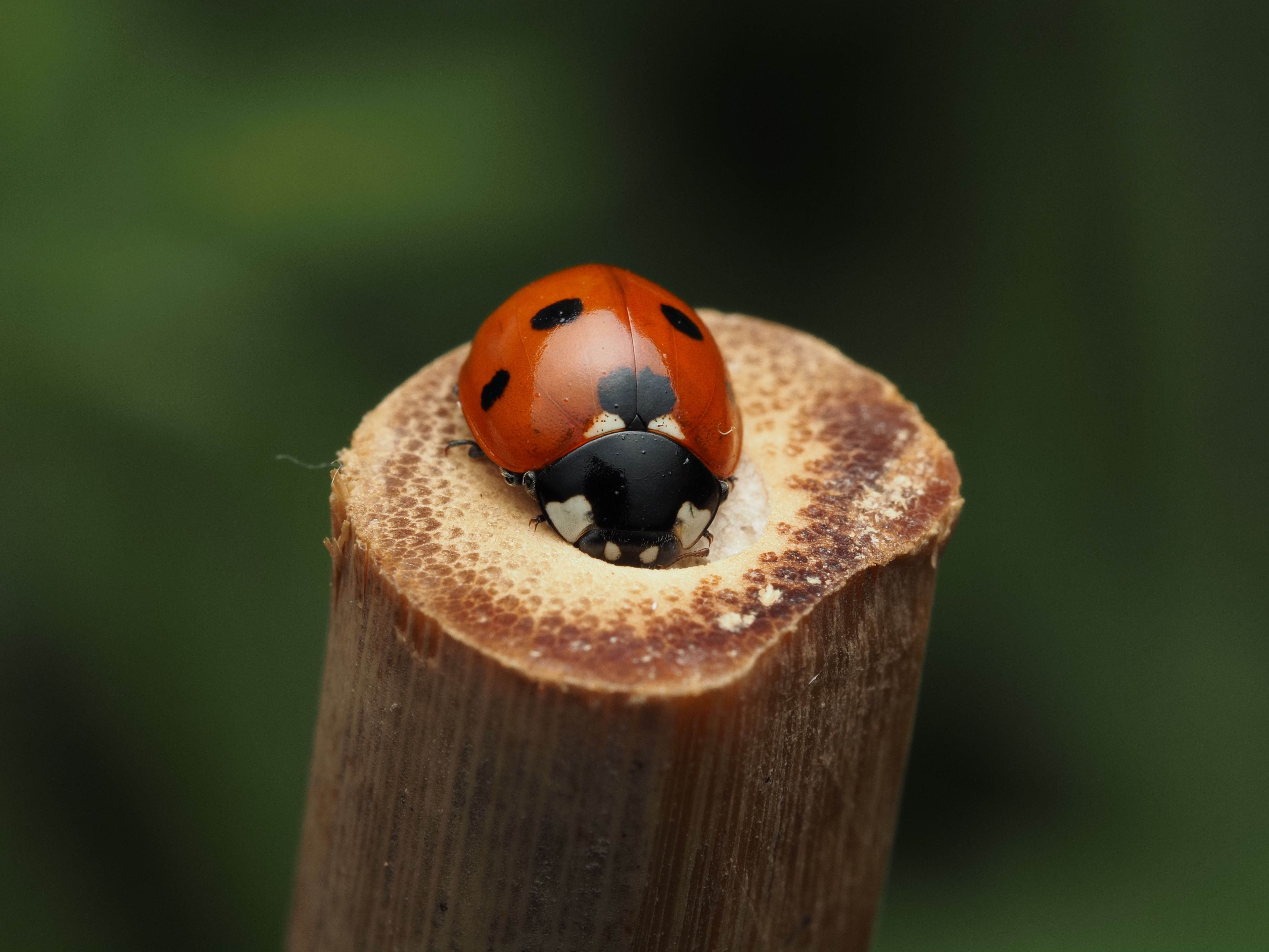 A vibrant red ladybug resting on a cut bamboo stick, showcasing nature's intricate beauty.