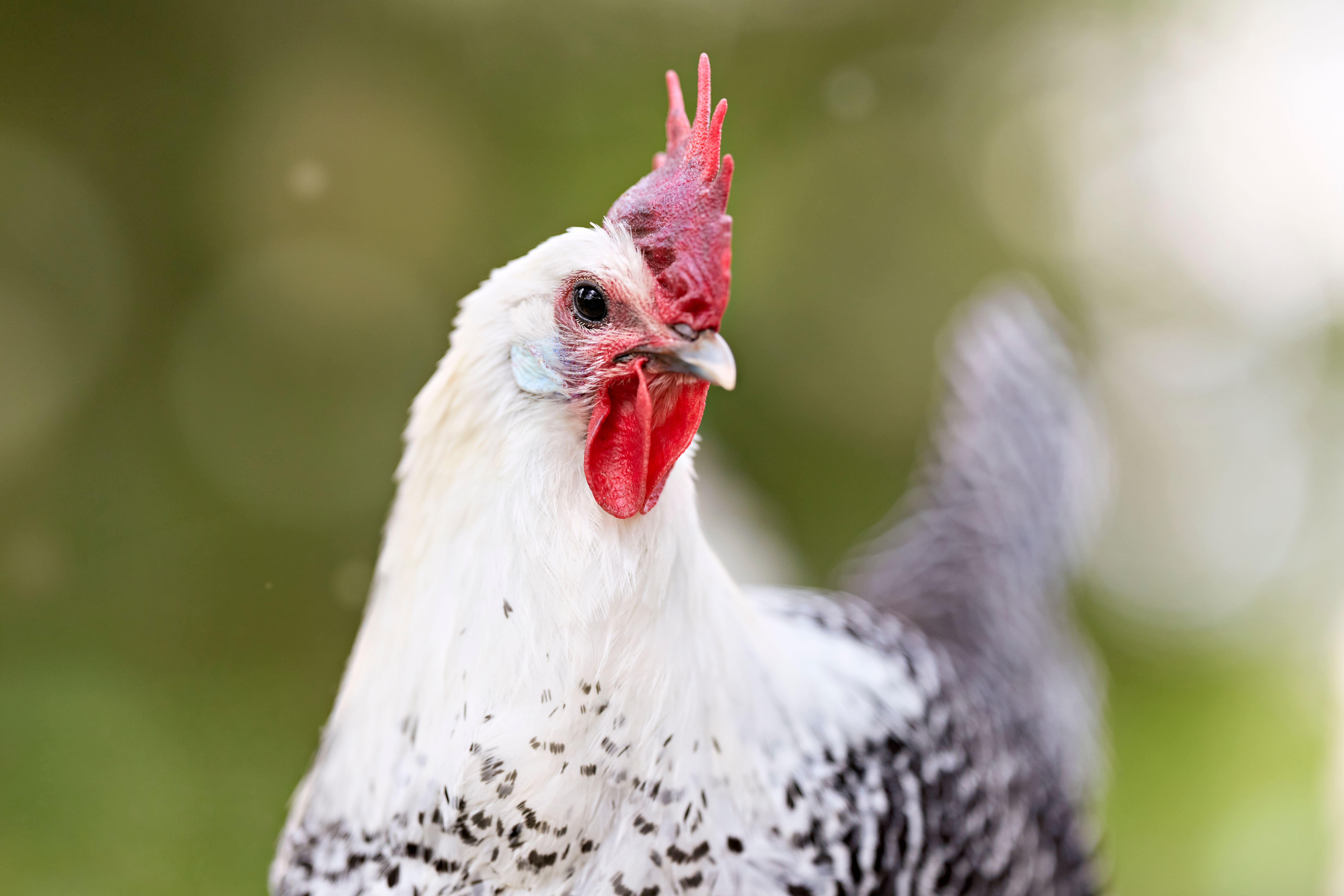 A vibrant close-up of a healthy speckled Braekel chicken with a red comb outdoors.
