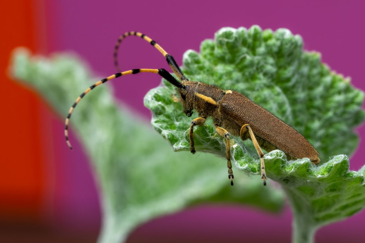 detailed macro shot of a beetle with long antennae on a green leaf aga