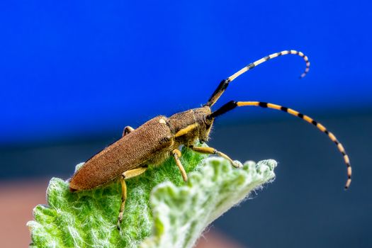 Close-up of a cerambycid beetle with long antennae on a textured green leaf against a vivid blue background.
