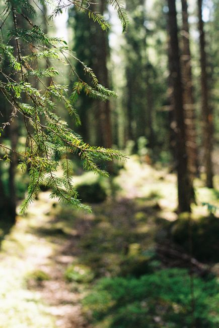 Tranquil forest path with sunlit greenery in Finland.