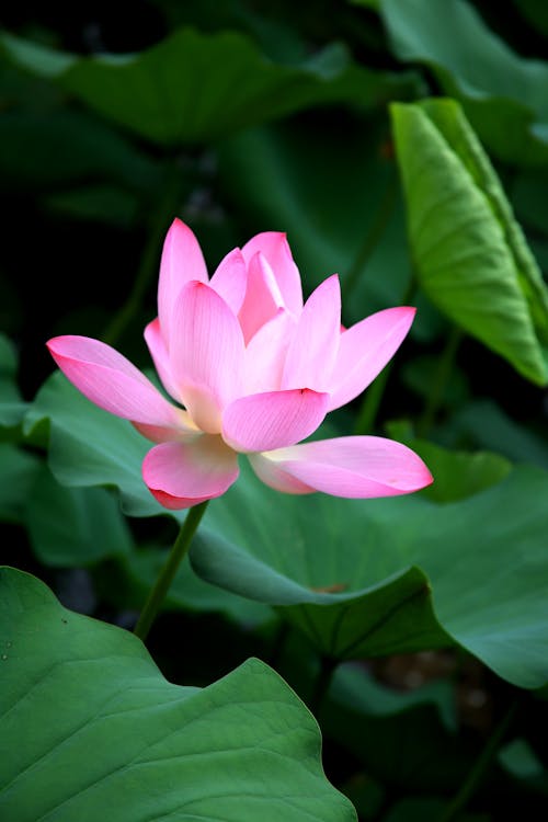 High angle of gentle pink lotus flower above exotic leaves in tropical nature