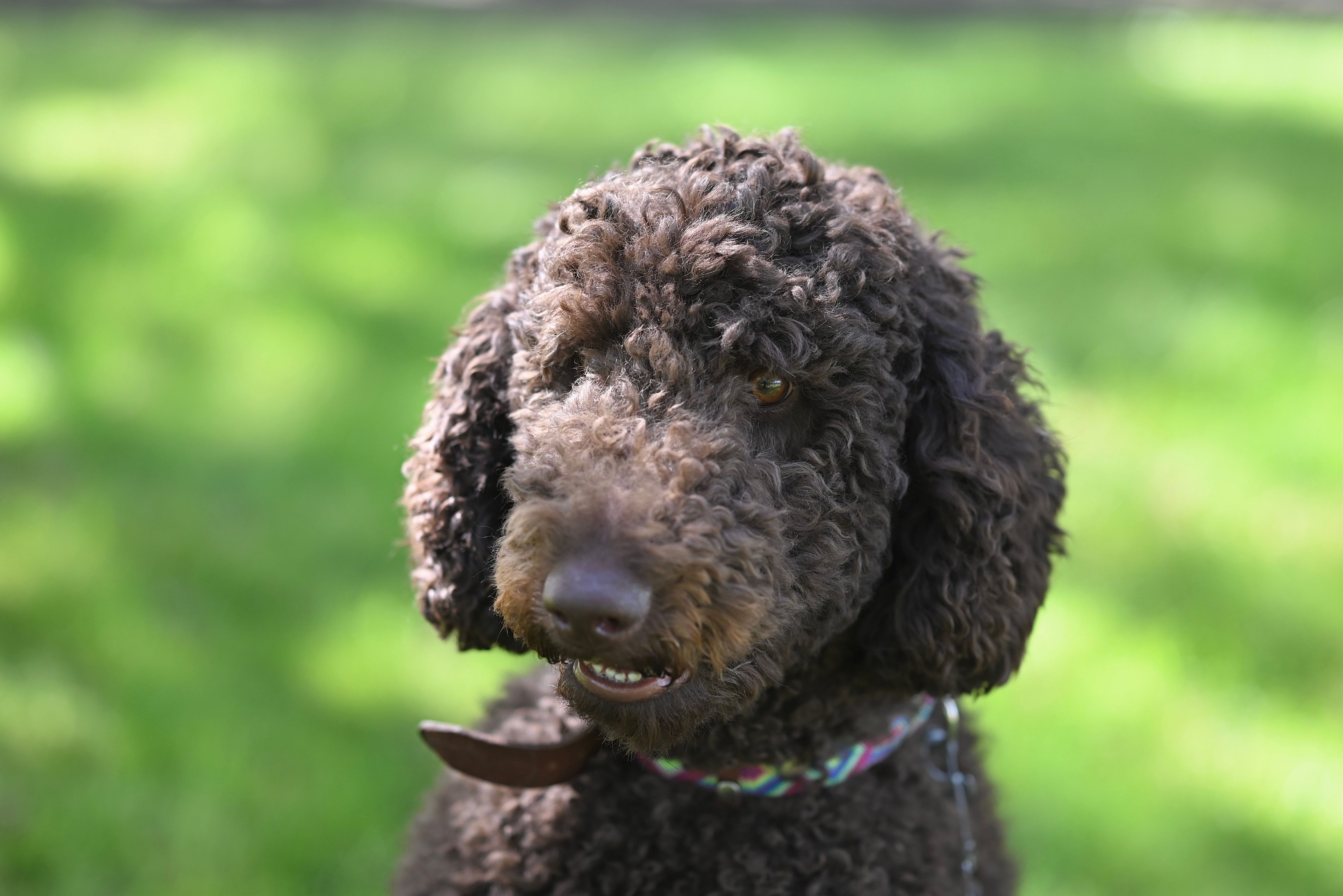 Veterinary care for a dog