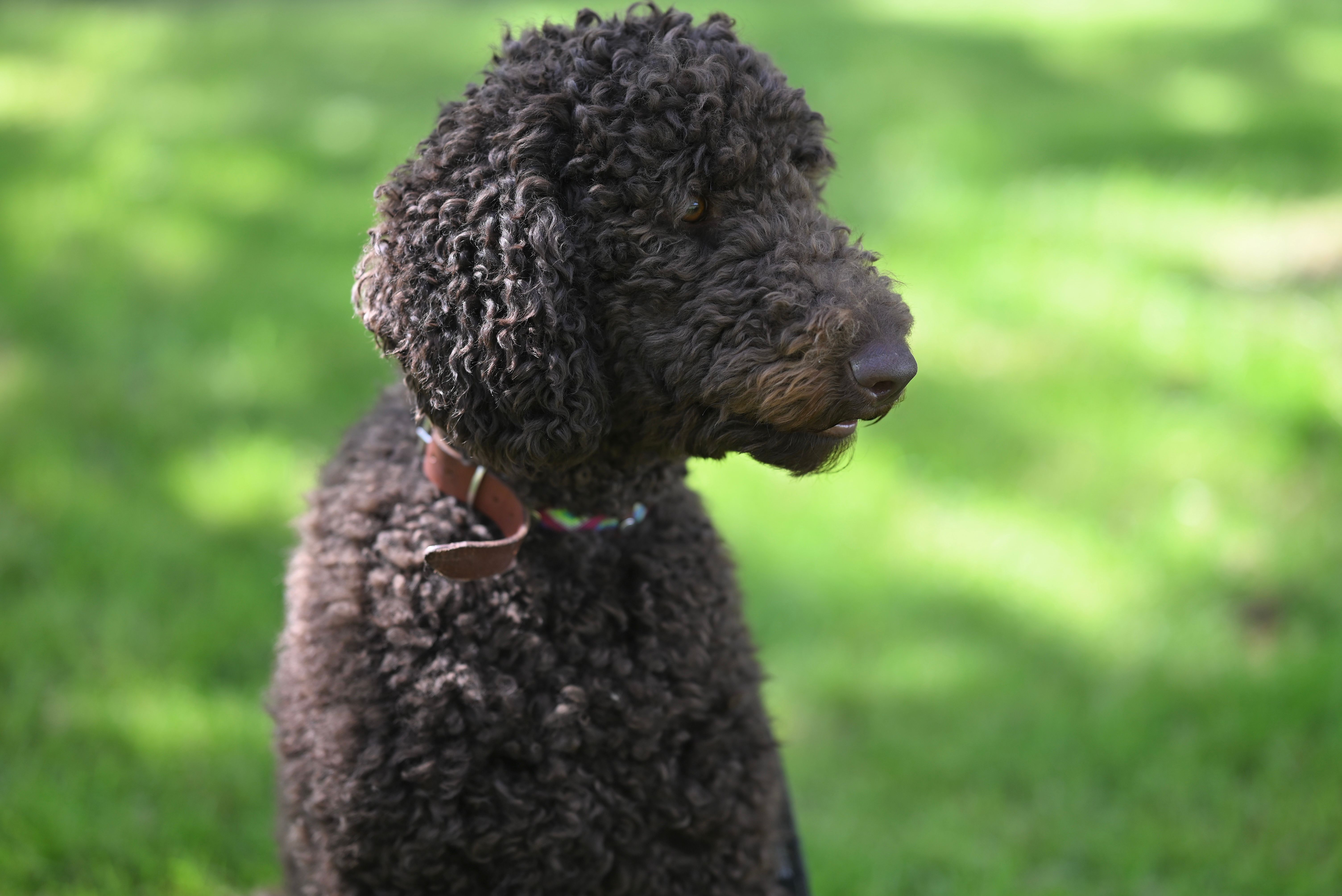 A close-up shot of a brown Labradoodle in a sunny, grassy area.