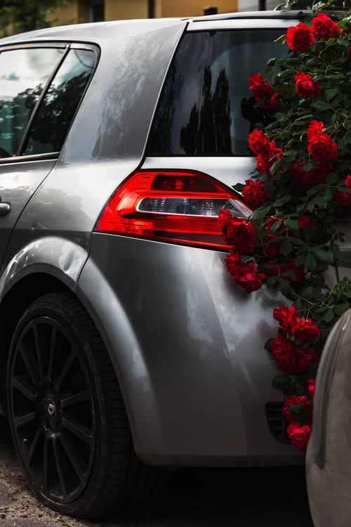 Free Striking contrast of red climbing roses against a silver hatchback in a city scene. Stock Photo