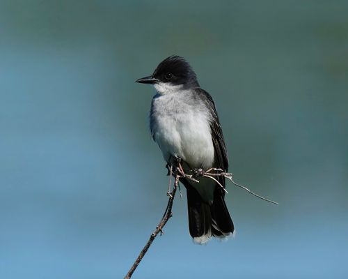 Free Close-up of Eastern Kingbird (Tyrannus tyrannus) perched on a branch in Decatur, Alabama. Stock Photo