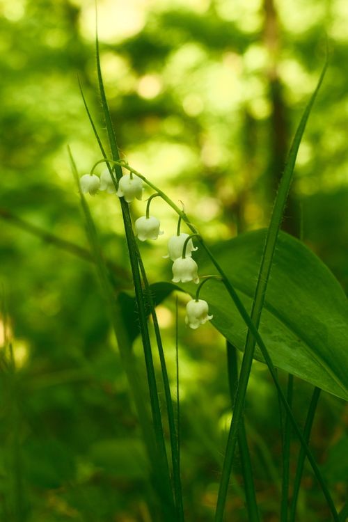 Free Close-up of lily of the valley flowers amidst vibrant green foliage in a forest setting. Stock Photo