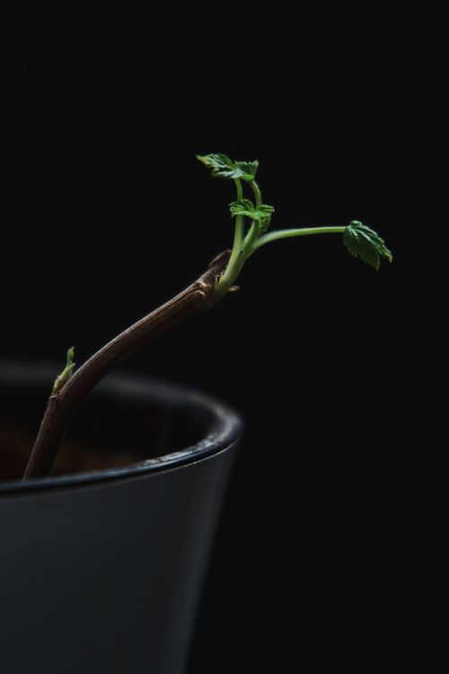 Free Close-up of an emerging plant in a pot against a black backdrop, symbolizing growth. Stock Photo