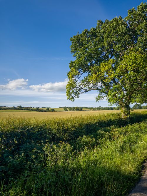 Free Idyllic summer countryside view featuring a lush oak tree and vast green fields under a clear blue sky. Stock Photo