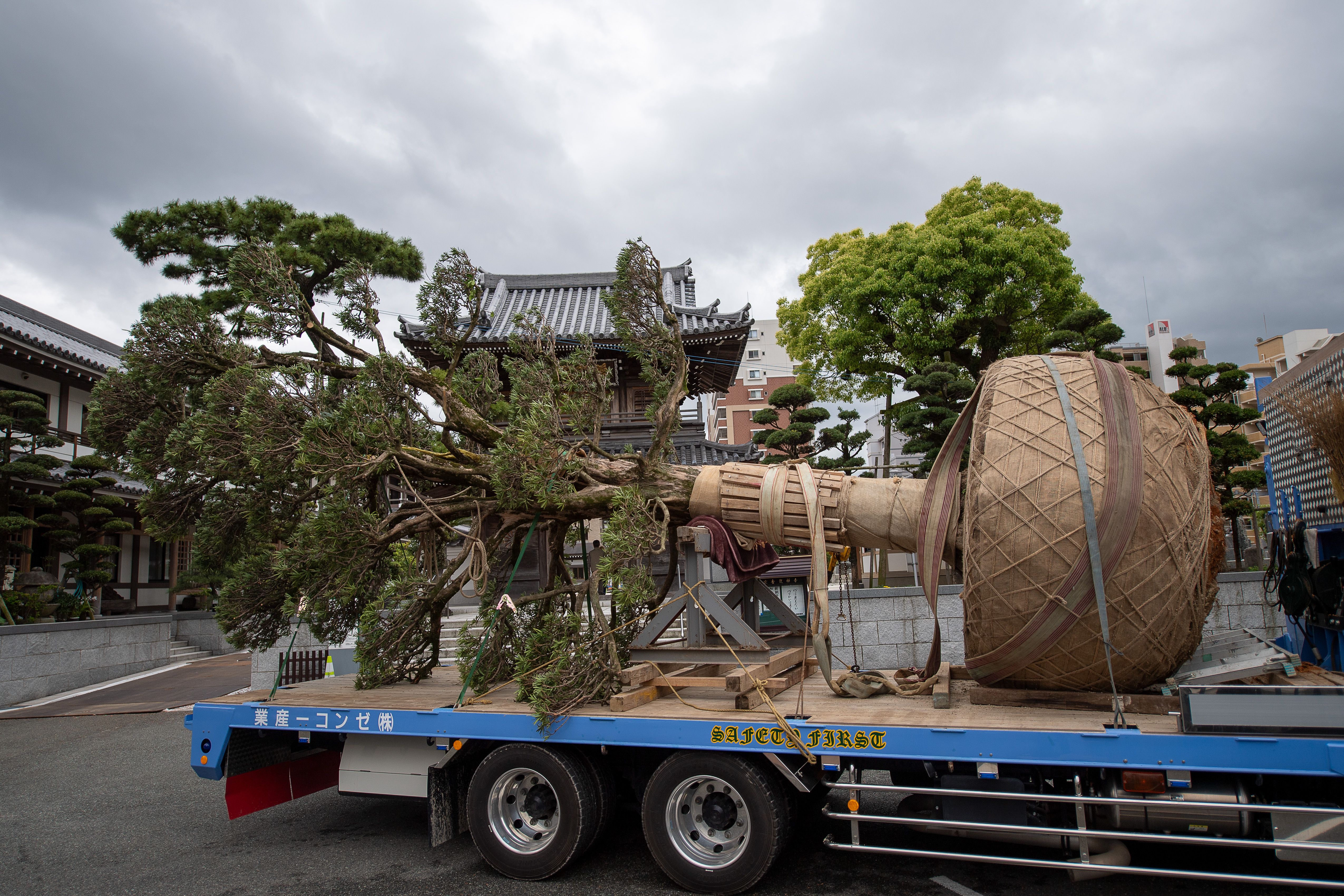 Large tree wrapped and transported on a flatbed truck — tree relocation service in Surrey BC