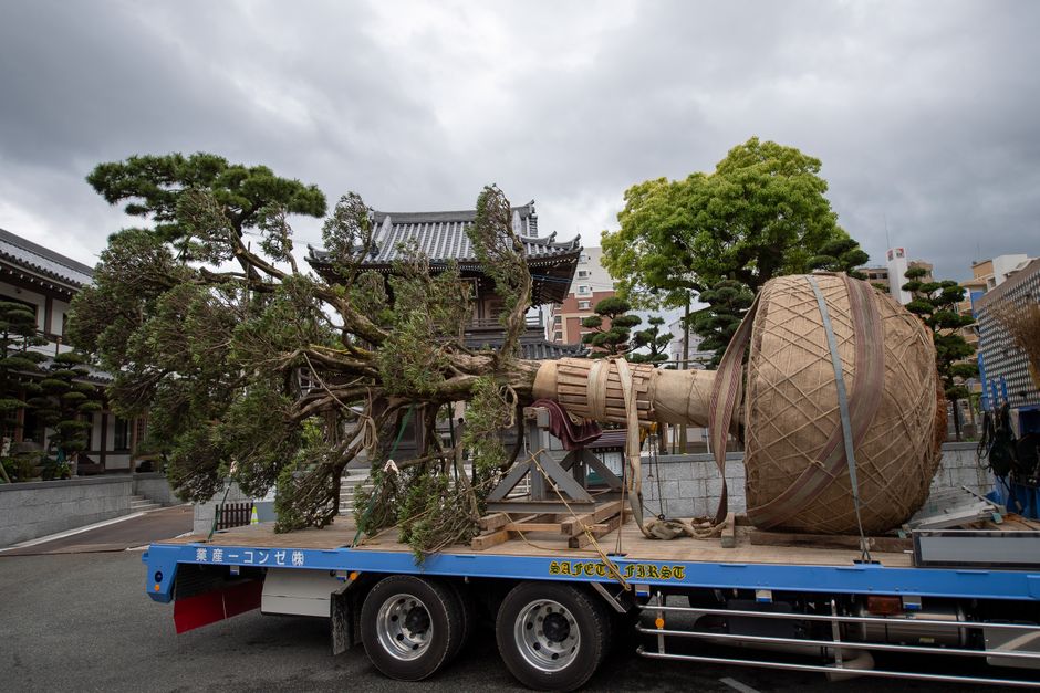 Large tree wrapped and transported on a flatbed truck — tree relocation service in Surrey BC