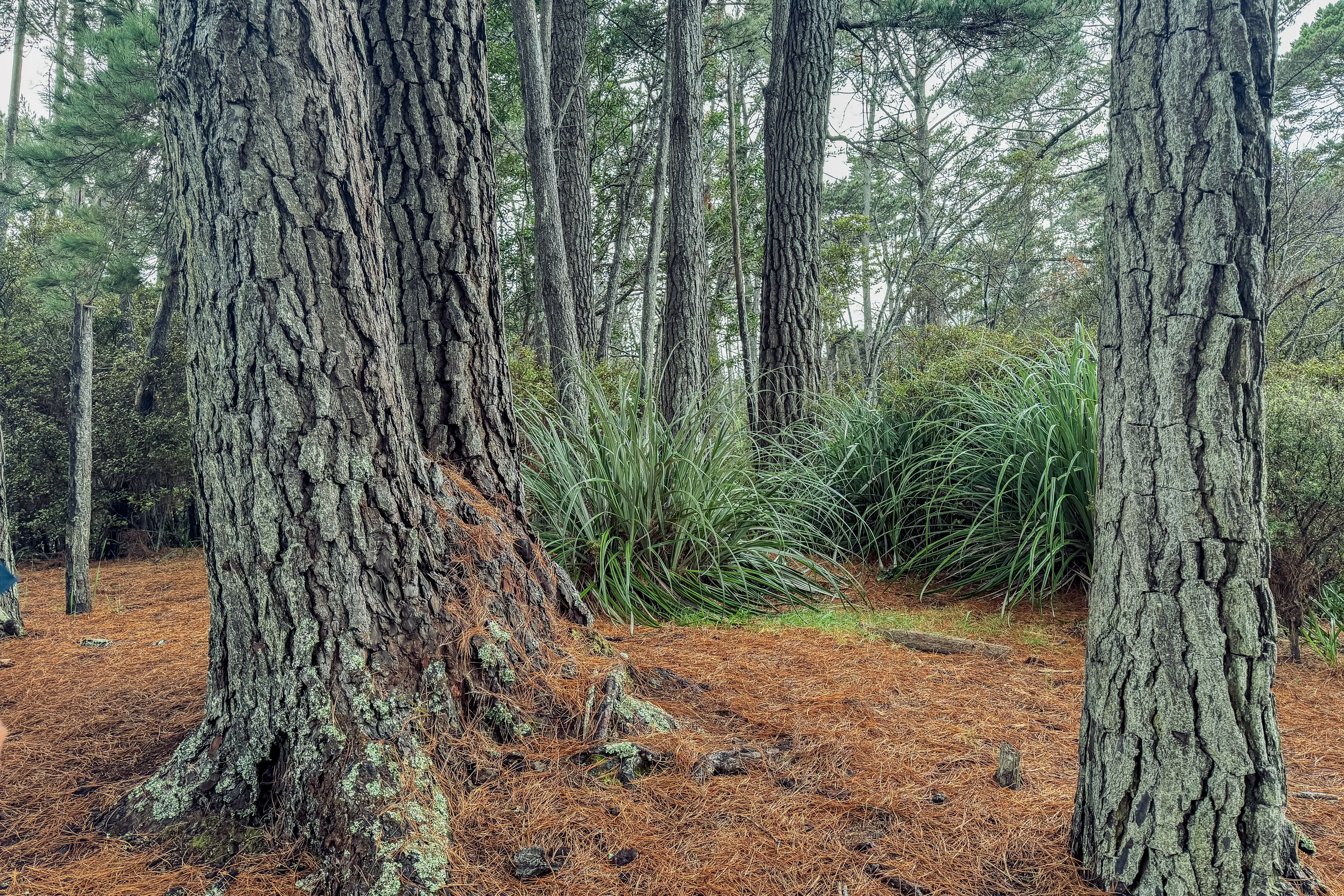 Protecting young tree trunks from winter deer rub — cover media