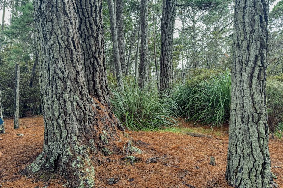 Protecting young tree trunks from winter deer rub — cover media