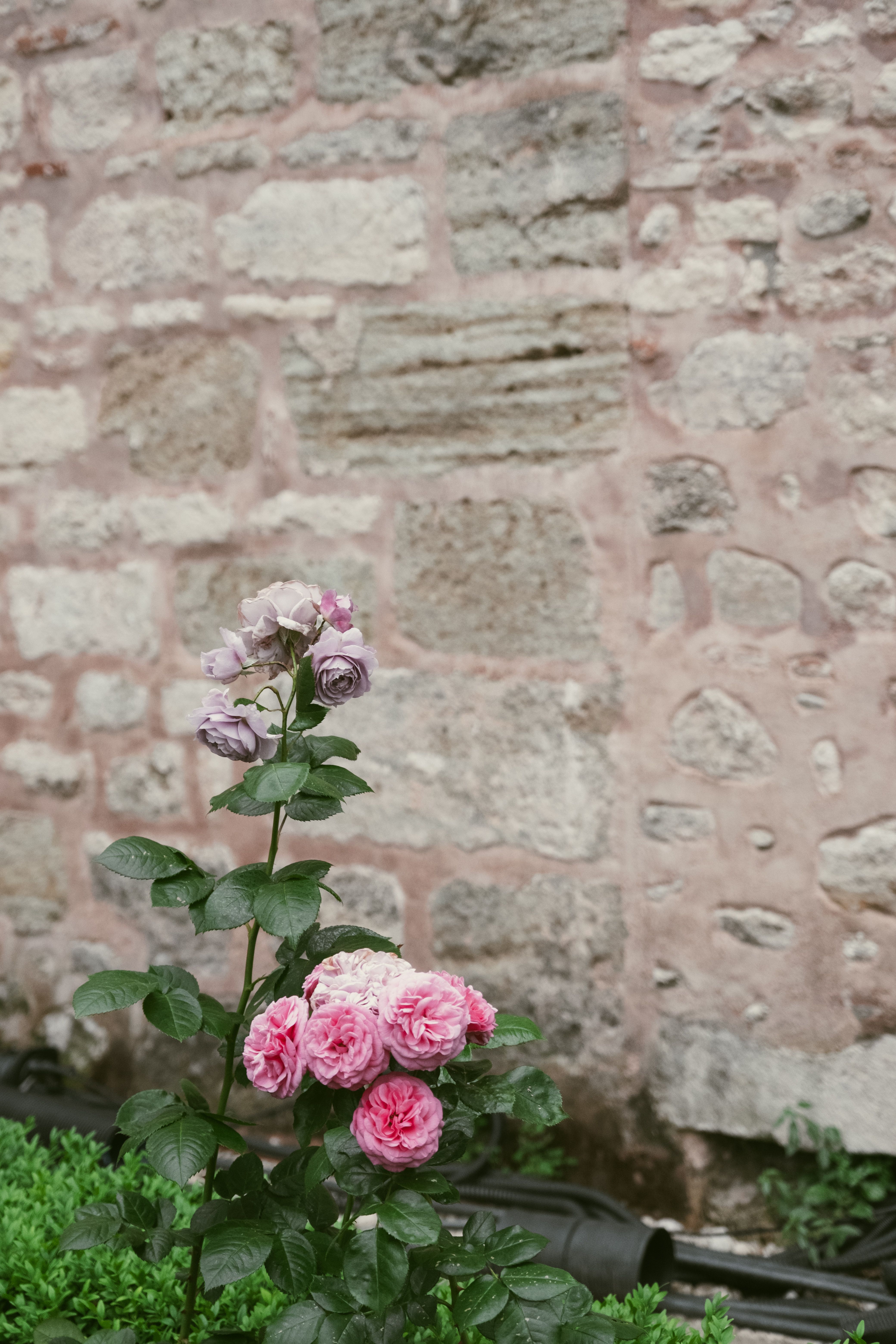 [ColoSach]-blooming-pink-and-purple-roses-with-a-rustic-brick-wall-background,-creating-a-serene-outdoor-scene.