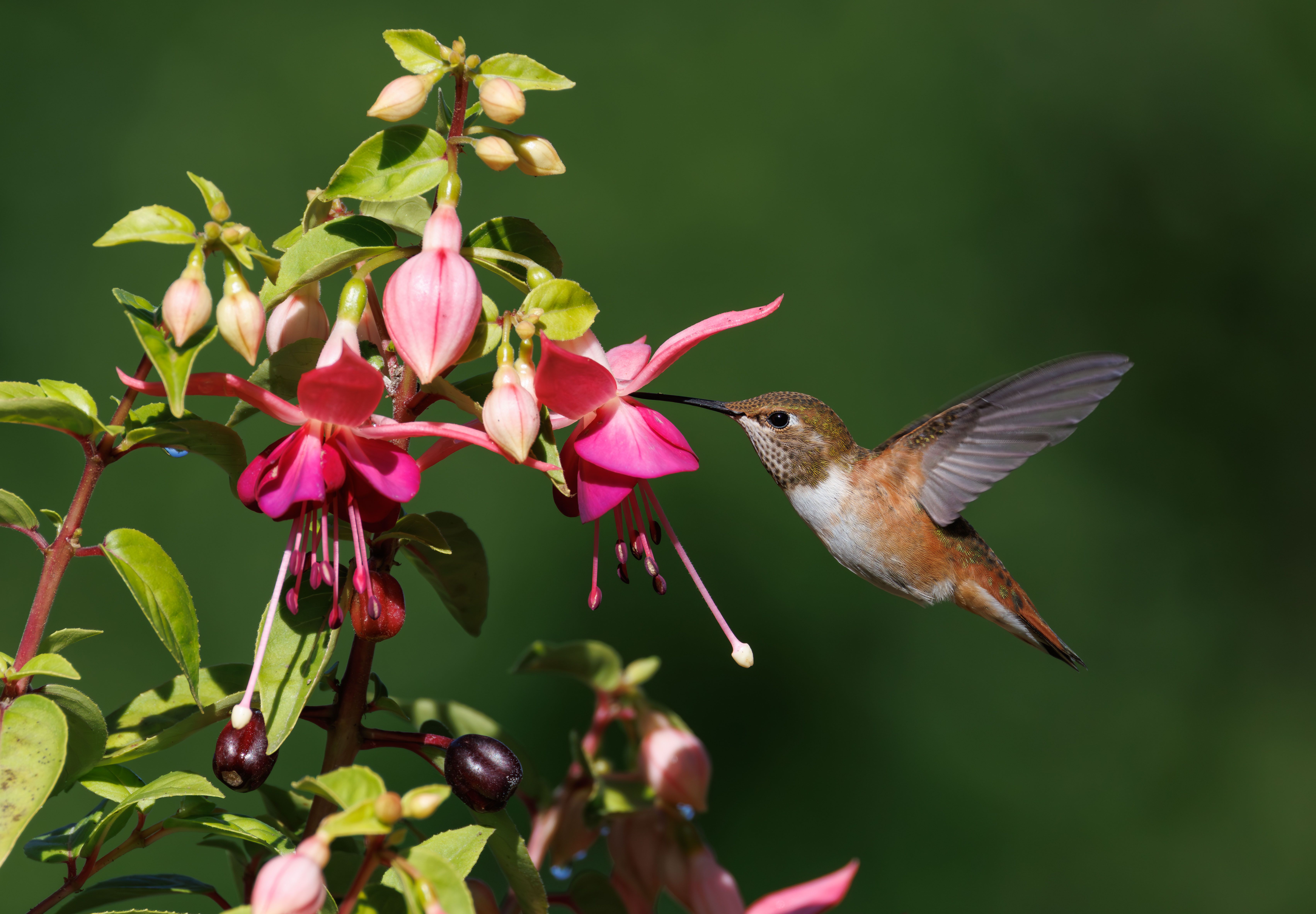 Top Flowering Perennials for Birds