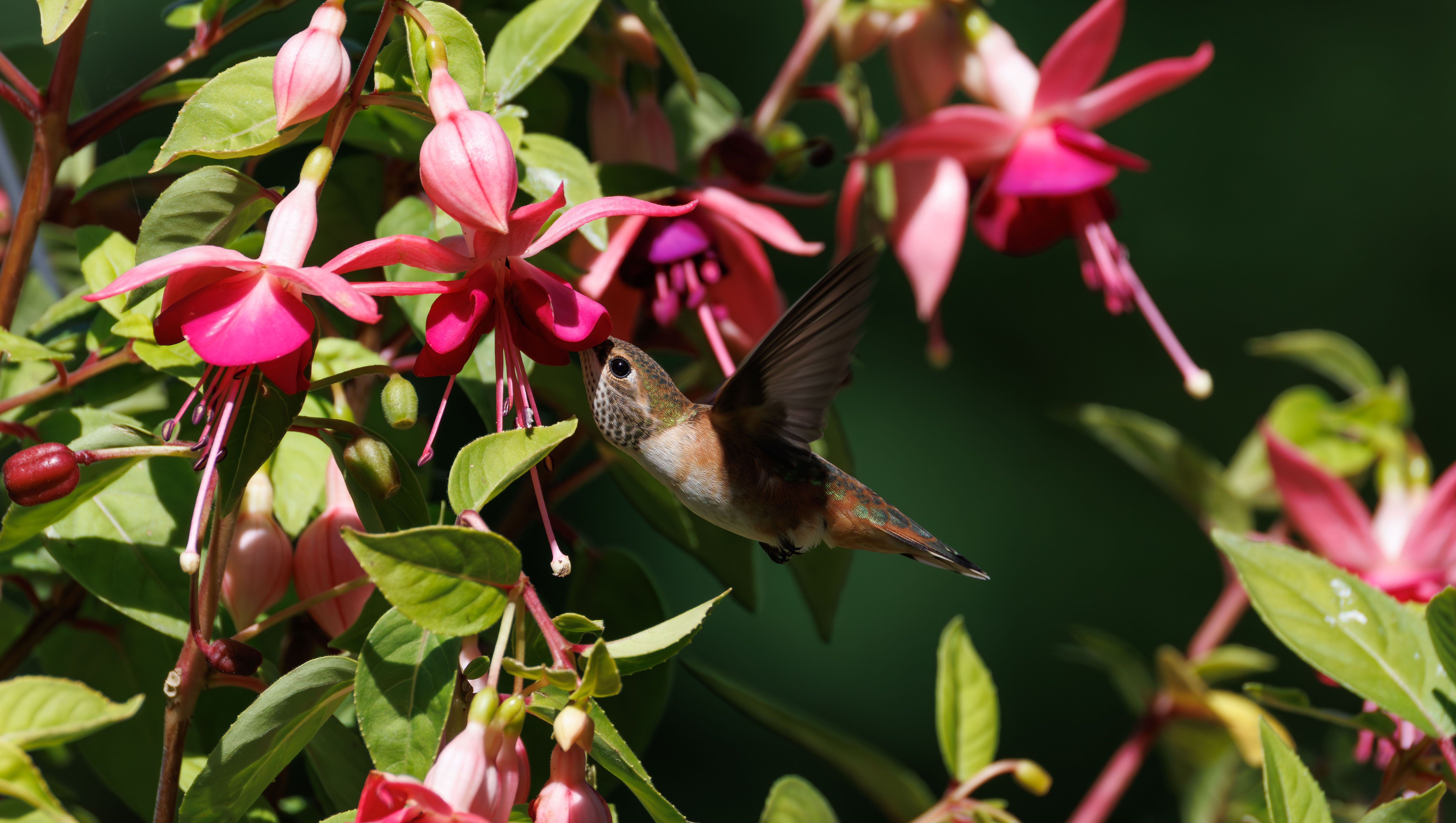 Benefits of Perennials in Bird Gardens