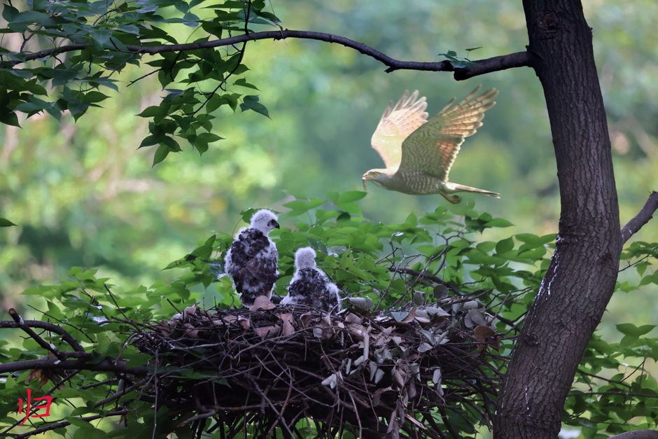 Professional services | Premier Private Rides Young hawk chicks in nest with adult hawk flying in lush green forest setting.