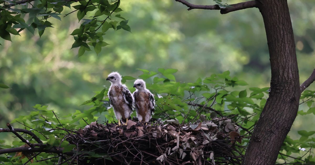 hawks