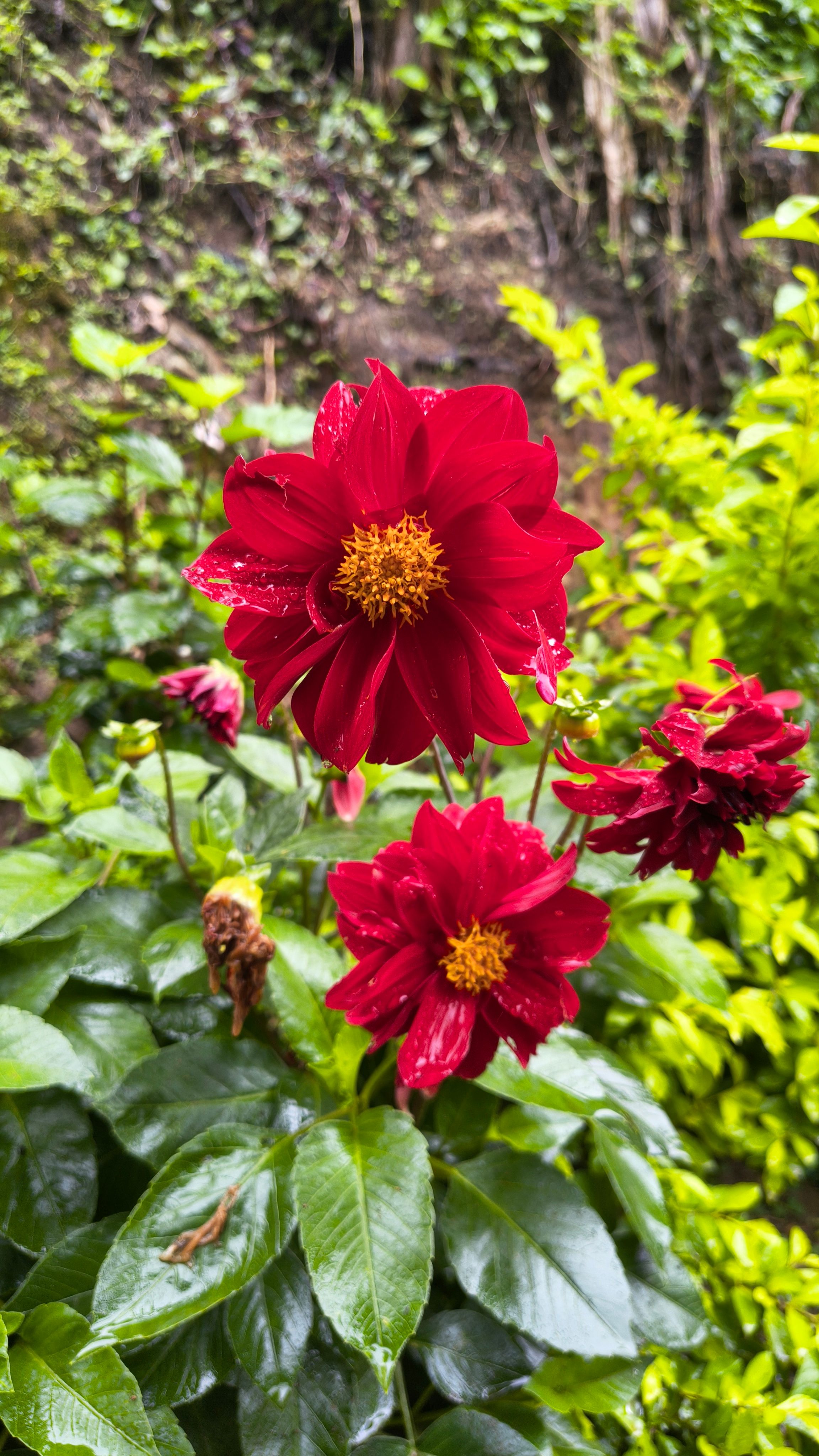 [ColoSach]-close-up-of-vivid-red-dahlias-blooming-in-a-green-garden,-showcasing-natural-beauty-and-color-contrast.