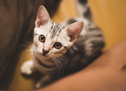 Free stock photo of american shorthair, cat, looking