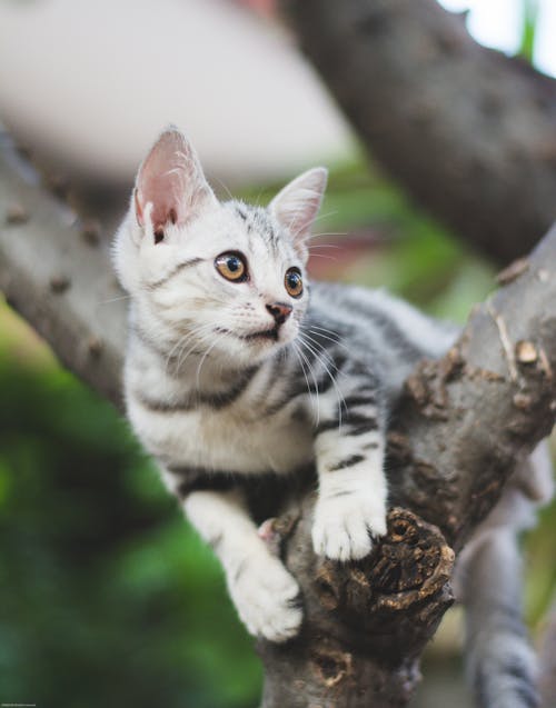 Free White and Black Cat on Brown Tree Branch Stock Photo