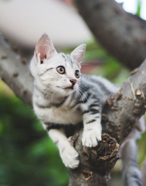 Free Adorable grey and white kitten perched on a tree branch, looking curiously outdoors. Stock Photo