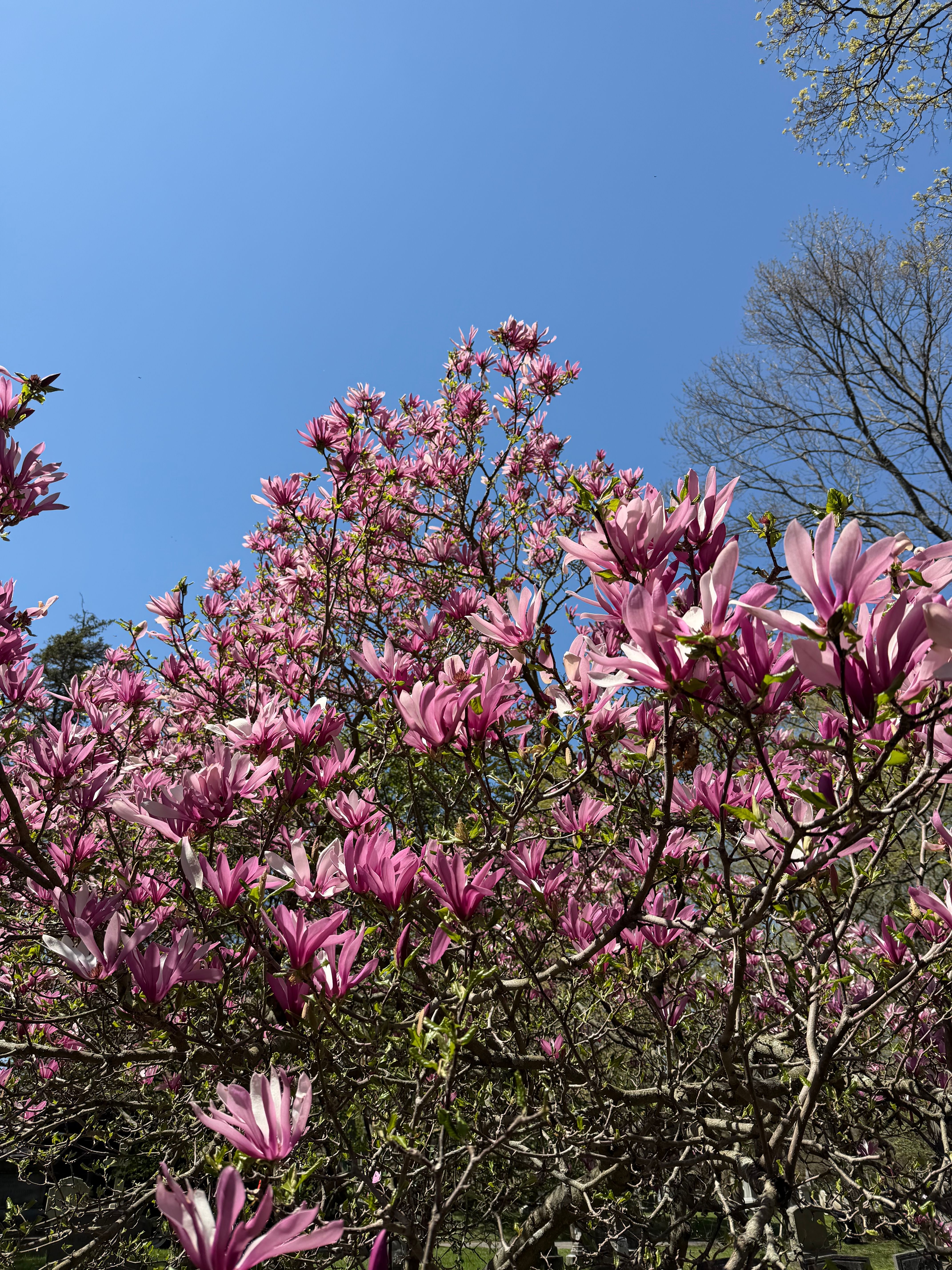 [ColoSach]-stunning-view-of-pink-magnolia-flowers-against-a-clear-blue-sky,-captured-in-springtime.