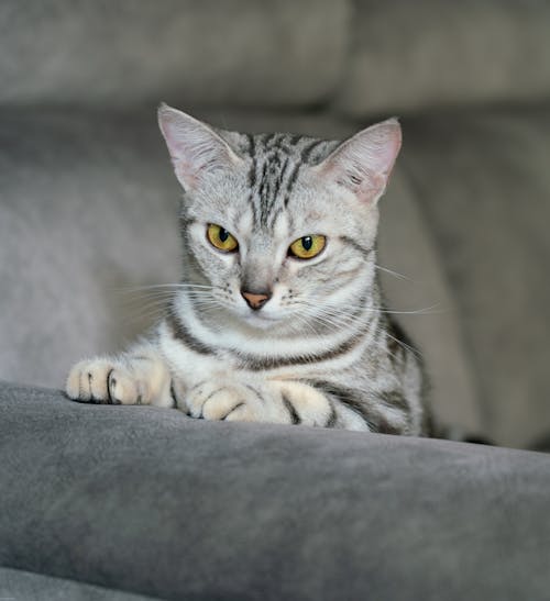 Free stock photo of bicolor cat, cat, tabby cat