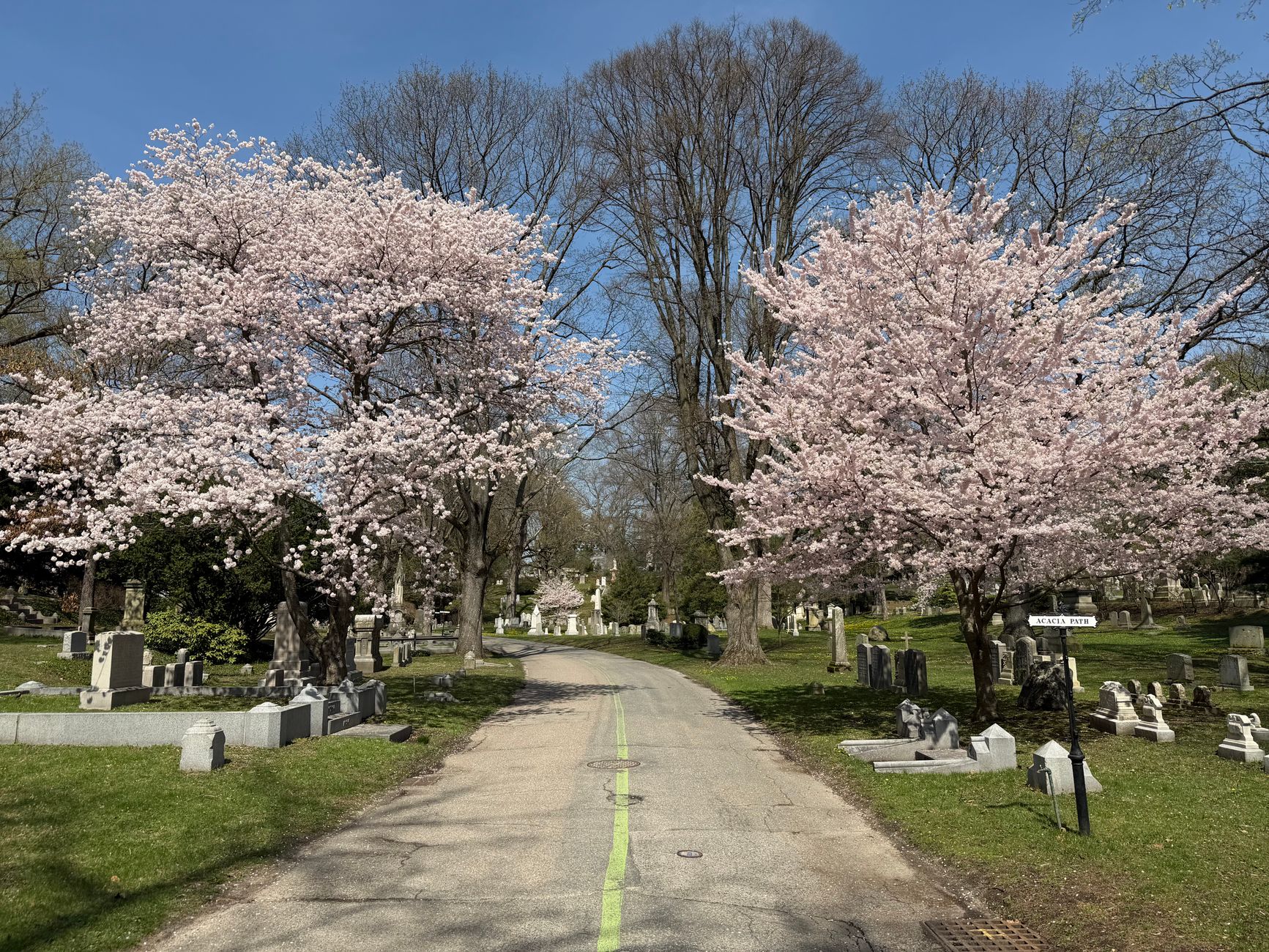 Mount Auburn Cemetery