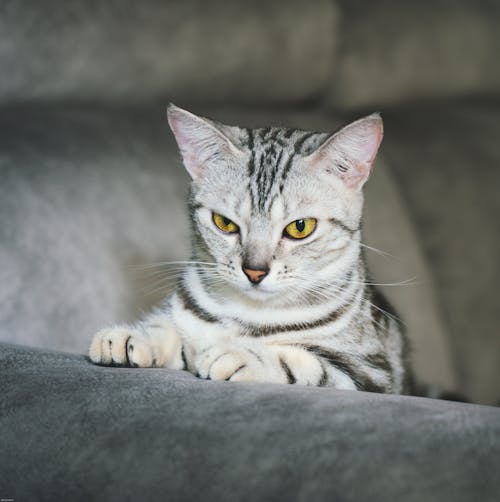 Imagine de stoc gratuită din bicolor cat, mâță, tabby cat