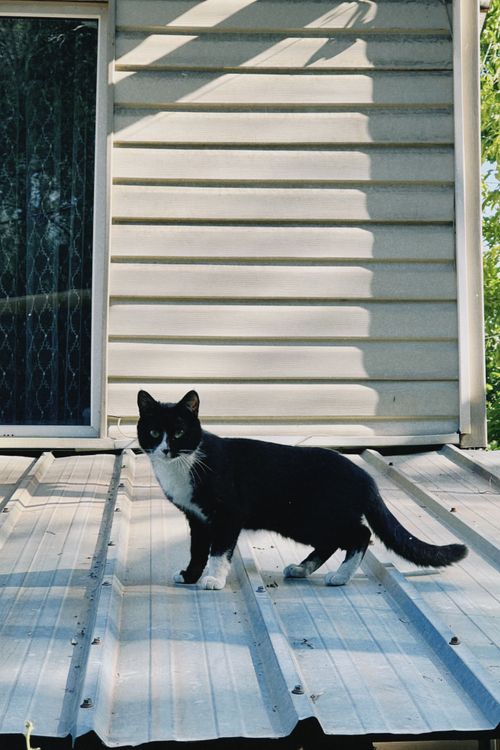Free A black and white tuxedo cat standing on a corrugated metal roof, outdoors. Stock Photo