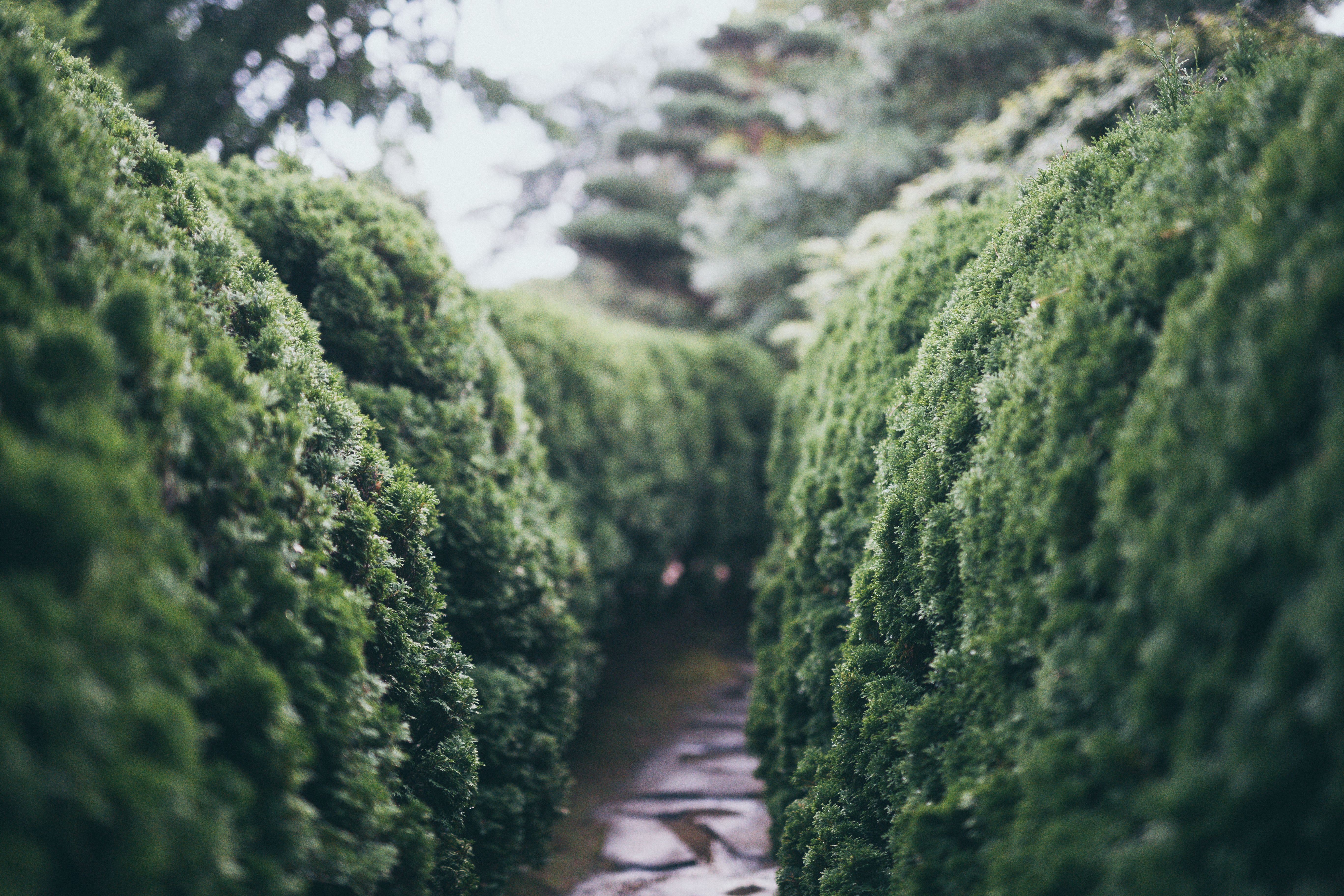 Formschnitt einer Hecke