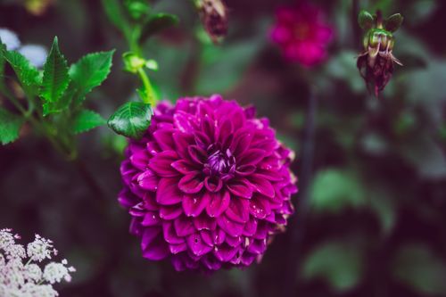 Free Close-up of a vivid purple dahlia flower surrounded by green foliage in a garden. Stock Photo