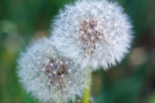 Free Close-up image of two dandelion seed heads with a green background, perfect for illustrating natural beauty. Stock Photo